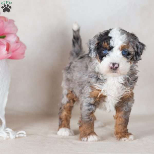 Lex, Mini Bernedoodle Puppy